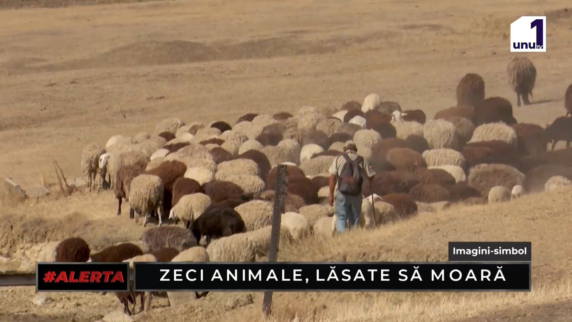 ALERTA: Peste o sută de animale, oi și capre, au fost lăsate să moară de foame, închise într-o stână în raionul Drochia /04.09.2026